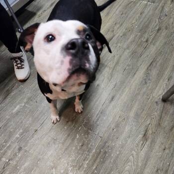 Maximus -  Mixed Breed Dog for Adoption in Summerville, South Carolina - Maximus | PetCurious