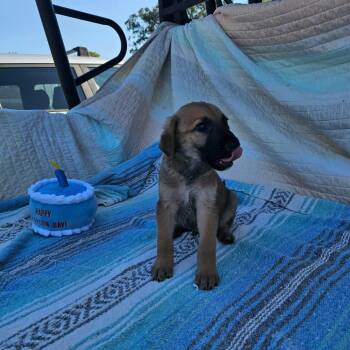 Spruce -  Shepherd and Retriever Dog for Adoption in Wadena, Minnesota - Spruce | PetCurious