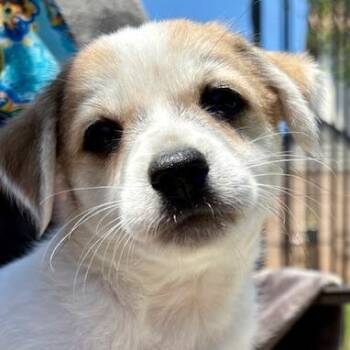 Woody -  Chihuahua and Terrier Dog Available for Adoption in Torrance, California - Woody | PetCurious