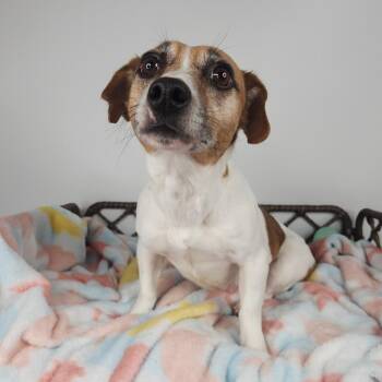 Jack Russell Terrier Dogs Available for Adoption - Spaghetti No Meat Balls | PetCurious