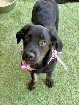 Rescue Boxer Dogs for Adoption in Lodi, California - Leah | PetCurious