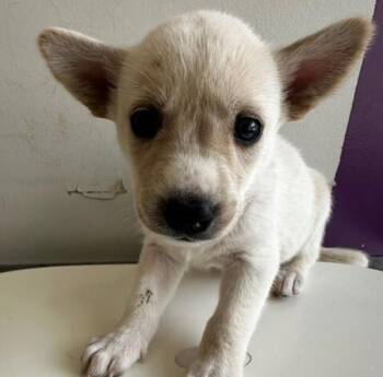 Bunny -  Mixed Breed Dog for Adoption in Winnipeg, Manitoba - Bunny | PetCurious