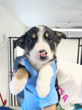 Golden Delicious -  Australian Shepherd Dog for Adoption in Bolivar, Missouri - Golden Delicious | PetCurious