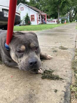 Mixed Breed Dogs Available for Adoption in Dallas, Texas - BUTCH | PetCurious