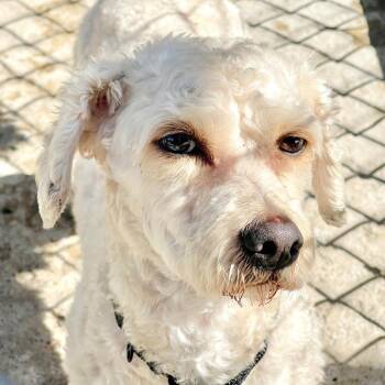 Bichon Frise and Poodle Dogs Available for Adoption - Cody | PetCurious