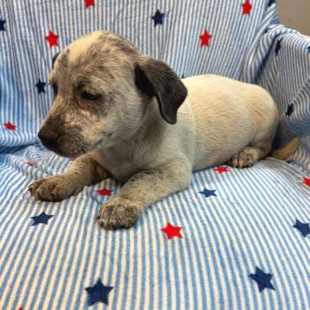 Hamlet 5774 -  Australian Cattle Dog Blue Heeler and Mixed Breed Dog for Adoption in Kittanning, Pennsylvania - Hamlet 5774 | PetCurious