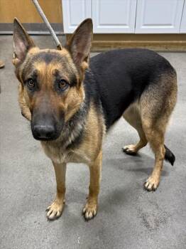 SUSY -  German Shepherd Dog Dog for Adoption - SUSY | PetCurious