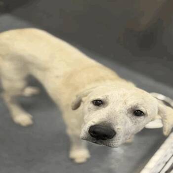 Kino -  Labrador Retriever and Mixed Breed Dog for Adoption in Chicago, Illinois - Kino | PetCurious