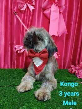 Kongo -  Shih Tzu Dog for Adoption in Durango, Colorado - Kongo | PetCurious