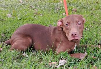 Rescue American Staffordshire Terrier Dogs for Adoption in Zuni, Virginia - Umeko Fatima | PetCurious