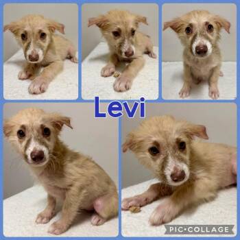 Levi -  Mixed Breed Dog for Adoption in Opelika, Alabama - Levi | PetCurious