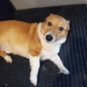 Craig -  Corgi Dog for Adoption in Dayton, Ohio - Craig | PetCurious