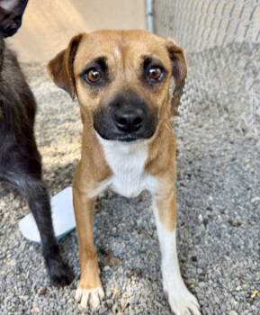 Collage -  Chihuahua Dog for Adoption in Oakland, California - Collage | PetCurious