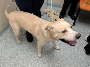 MAC -  Labrador Retriever and Mixed Breed Dog for Adoption in Rowlett, Texas - MAC | PetCurious