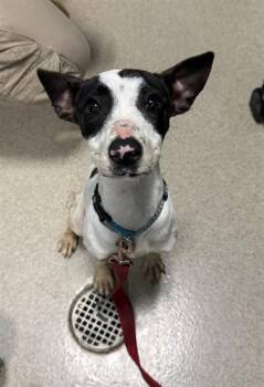 Mixed Breed Dogs Available for Adoption in Newton, North Carolina - TILLY | PetCurious