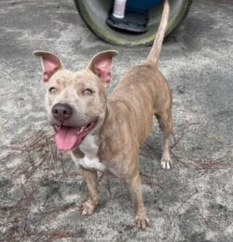 Rescue Boxer and Mixed Breed Dogs for Adoption in Chester, Maryland - Vela | PetCurious