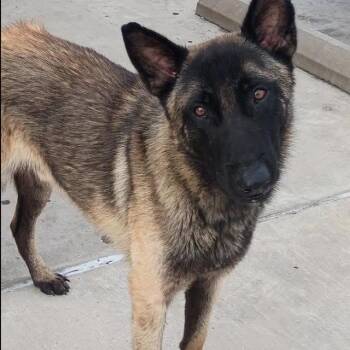 Maxwell -  Belgian Shepherd Malinois Dog for Adoption in Brock, Texas - Maxwell | PetCurious