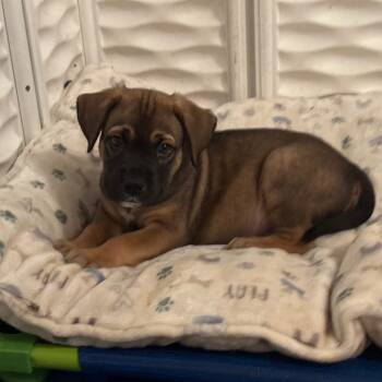 Rescue Mixed Breed Dogs for Adoption in Savannah, Georgia - Smidge Trolls | PetCurious