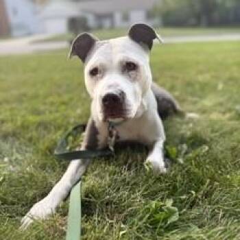 Diamond -  Mixed Breed Dog for Adoption in Lansing, Michigan - Diamond | PetCurious
