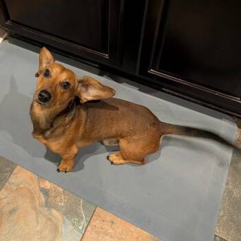 Dachshund Dogs Available for Adoption - Skedaddle | PetCurious
