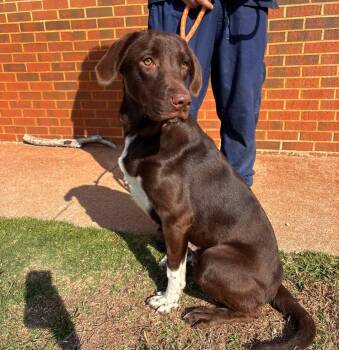 Fish -  Labrador Retriever and Pointer Dog for Adoption in Stillwater, Oklahoma - Fish | PetCurious