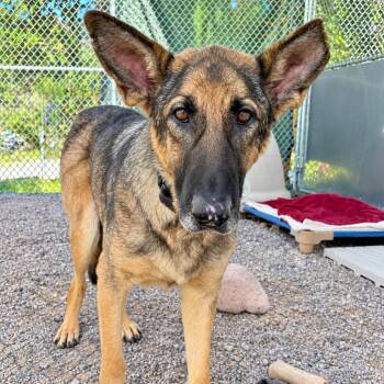 Kenzie (26-357) -  German Shepherd Dog Dog for Adoption in New Ringgold, Pennsylvania - Kenzie (26-357) | PetCurious