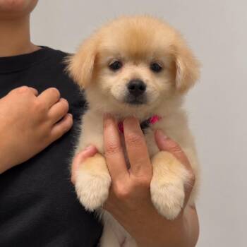 Little -  Pomeranian and Shih Tzu Dog for Adoption in Tampa, Florida - Little | PetCurious