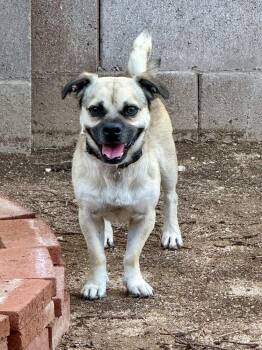 Beans -  Pug Dog for Adoption in Tucson, Arizona - Beans | PetCurious