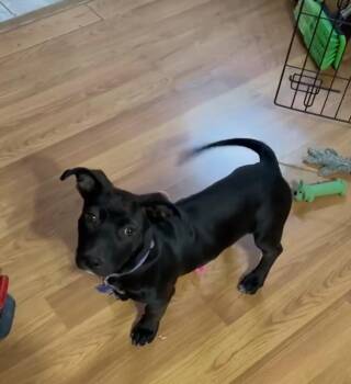 Rescue Black Labrador Retriever Dogs for Adoption in Tacoma, Washington - Bunny | PetCurious