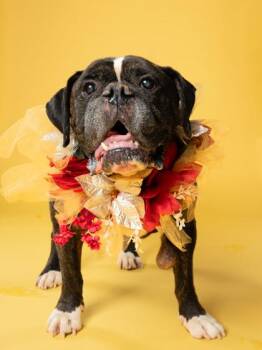 GEORGE -  English Bulldog and Mixed Breed Dog for Adoption in Atlanta, Georgia - GEORGE | PetCurious
