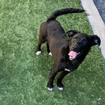 Border Collie and Mixed Breed Dogs Available for Adoption in San Jacinto, California - Wendy | PetCurious