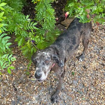 Gwynevere -  Mixed Breed Dog for Adoption in Sarasota, Florida - Gwynevere | PetCurious