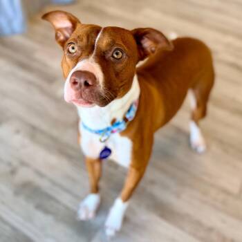 Lucille -  Terrier and Mixed Breed Dog for Adoption in Green Bay, Wisconsin - Lucille | PetCurious