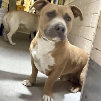 Choppie -  Pit Bull Terrier Dog for Adoption in San Gabriel, California - Choppie | PetCurious