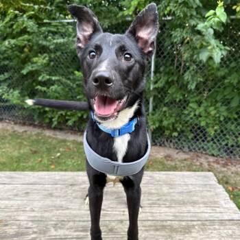 Astro -  Mixed Breed Dog for Adoption in Muncie, Indiana - Astro | PetCurious