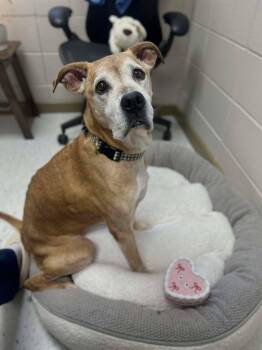 Labrador Retriever Dogs Available for Adoption - Gabbi | PetCurious