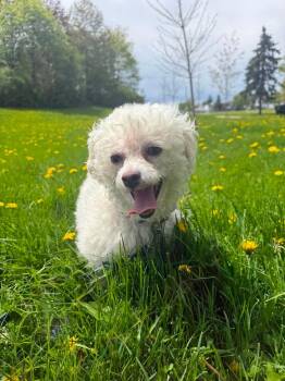 Amy Winehouse -  Bichon Frise Dog for Adoption in Toronto, Ontario - Amy Winehouse | PetCurious