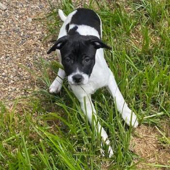 Rocky -  Australian Cattle Dog Blue Heeler and Mixed Breed Dog for Adoption in West Des Moines, Iowa - Rocky | PetCurious