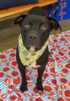 Rescue Pit Bull Terrier Dogs for Adoption in Alliance, Ohio - Tank | PetCurious