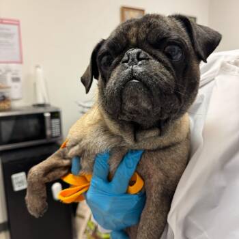 Pug Dogs Available for Adoption in Edinburg, Texas - Karina | PetCurious