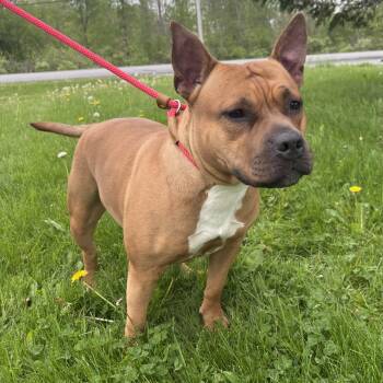 Pit Bull Terrier Dogs Available for Adoption in Batavia, New York - Miracle | PetCurious