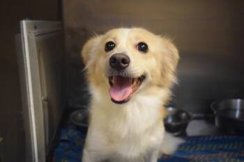 Hazel Nut -  Spaniel and Pomeranian Dog for Adoption in Pahrump, Nevada - Hazel Nut | PetCurious