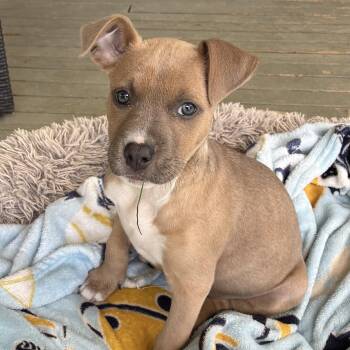 Piper -  Pit Bull Terrier Dog Available for Adoption in Fort Collins, Colorado - Piper | PetCurious