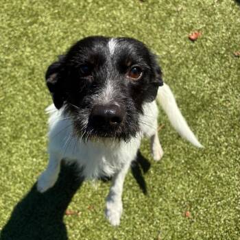 Ironman -  Mixed Breed Dog for Adoption in Greensboro, North Carolina - Ironman | PetCurious