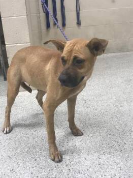VIOLET -  Labrador Retriever and Mixed Breed Dog for Adoption in Conroe, Texas - VIOLET | PetCurious