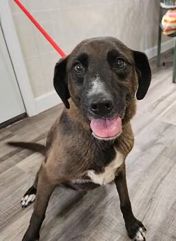 Rescue Golden Retriever and Black Labrador Retriever Dogs for Adoption in Hoopeston, Illinois - Ellie & Ivan | PetCurious