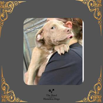 Dobby -  Terrier and Mixed Breed Dog for Adoption in Cumberland, Rhode Island - Dobby | PetCurious