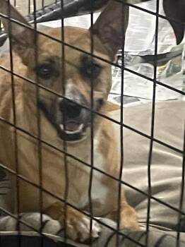 Rosie posie -  Terrier Dog for Adoption in Billings, Montana - Rosie Posie | PetCurious