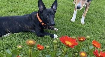 Rescue Bull Terrier Dogs for Adoption in Farmington, Connecticut - Angel | PetCurious