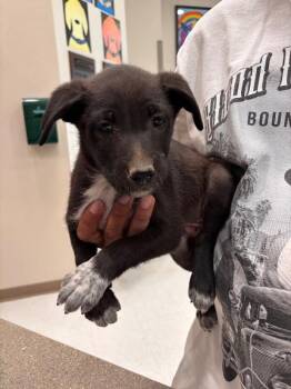 Holly -  Mixed Breed Dog Available for Adoption in Hobbs, New Mexico - Holly | PetCurious